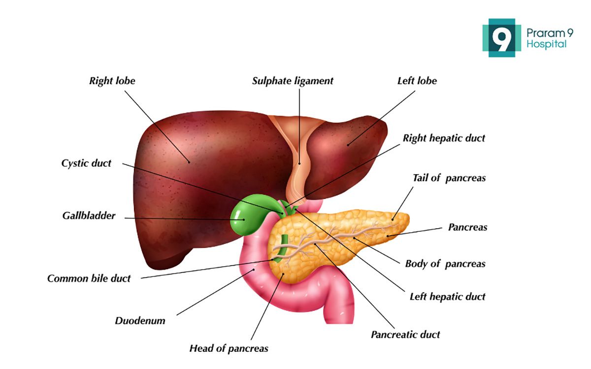 Gall-1.jpg