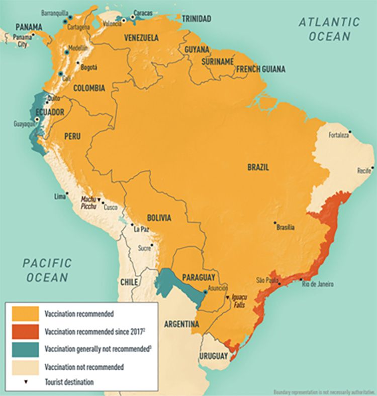 Yellow-fever-2.jpg